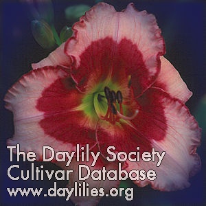 Daylily Little Red Dragon