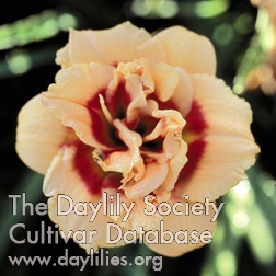 Daylily Little Whipper Snapper