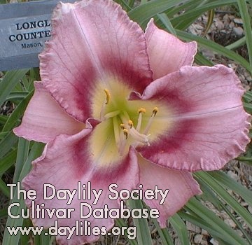 Daylily Longlesson Counterpoint
