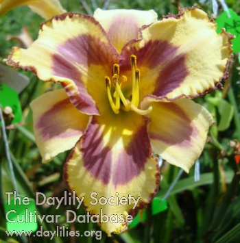 Daylily Love of Ruth