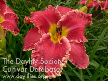 Daylily Lucy in Disguise