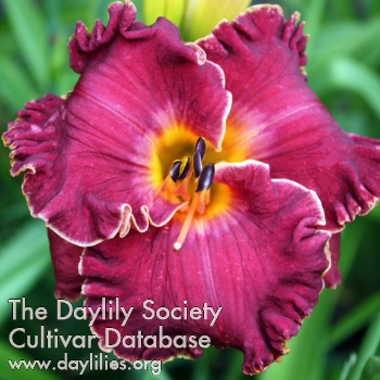 Daylily Max Pickles