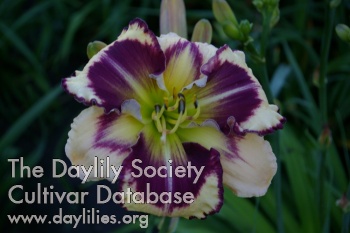 Daylily M.E.Laviolette C.
