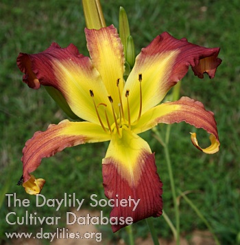 Daylily Model
