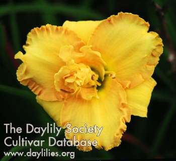 Daylily Most Happy Fellow