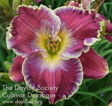 Daylily Made Right