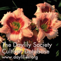 Daylily Made to Order