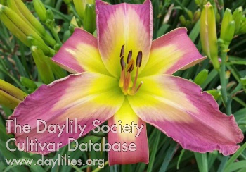 Daylily Made in Connecticut