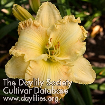 Daylily Magic Released