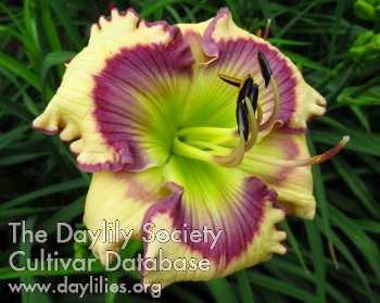 Daylily Magical Morning