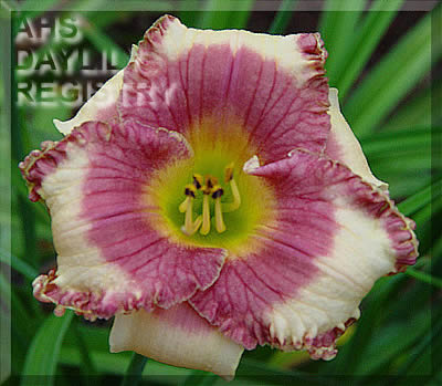 Daylily Magical Imagery