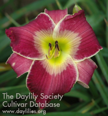 Daylily Magical Mystery