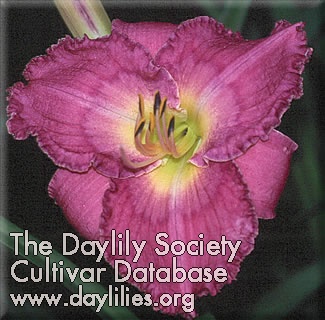 Daylily Magical Mystery Tour