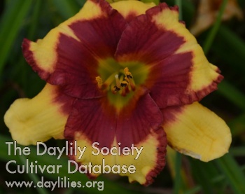 Daylily Magic and Mischief