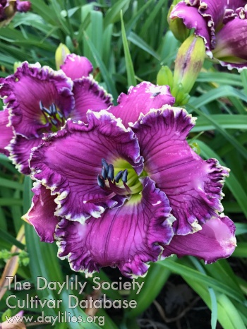 Daylily Magnetic Springs
