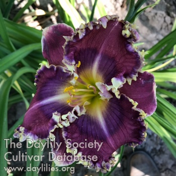 Daylily Magnetic Flux