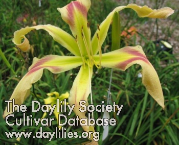Daylily Magnetic Personality