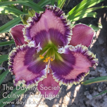 Daylily Magnetism