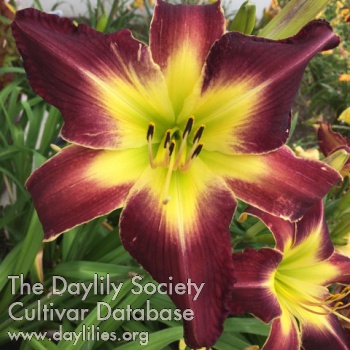 Daylily Magnificent Mary