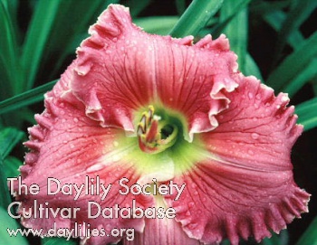 Daylily Magnificent Rose