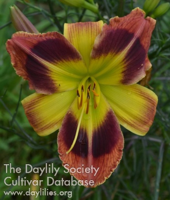 Daylily Mahogany Spring