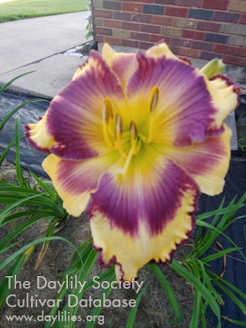 Daylily Making Me a Believer