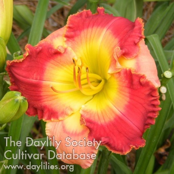 Daylily Malaysian Marketplace