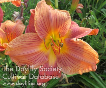 Daylily Mapping Arcadia Valley