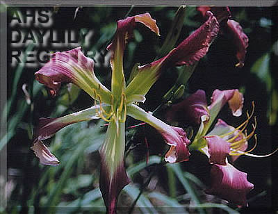 Daylily Marilyn Grua