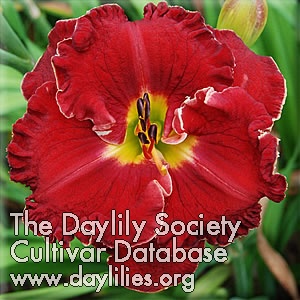 Daylily Mark Allen Perry