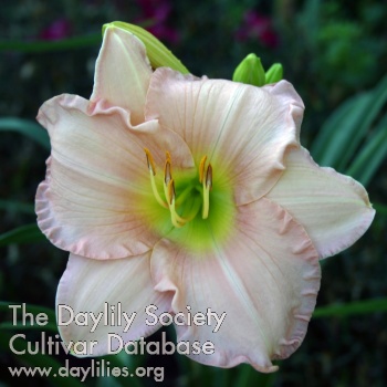 Daylily Martha Adams