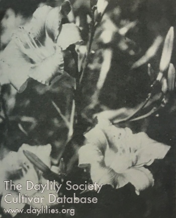 Daylily Martha Washington