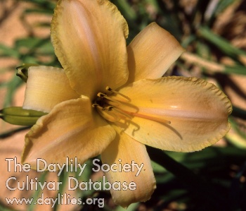 Daylily Martinique