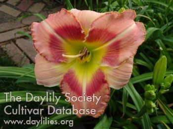 Daylily Marvelous Maggie