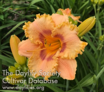 Daylily Mary Collier Fisher