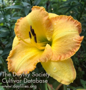 Daylily Mary Lou Griesbach