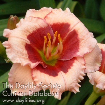 Daylily Mary Ethel Anderson
