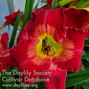 Daylily Master Jack