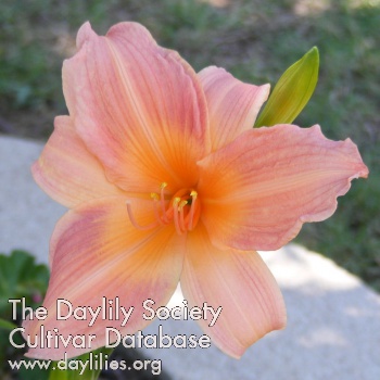 Daylily Master Touch