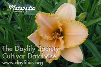 Daylily Matapedia