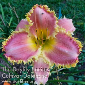 Daylily Maureen's Toothy