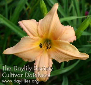 Daylily May Hall