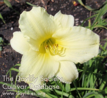 Daylily May May