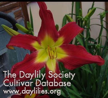 Daylily Megatron