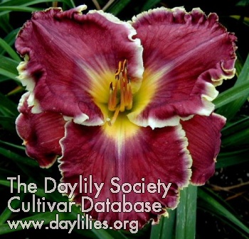 Daylily Megillah