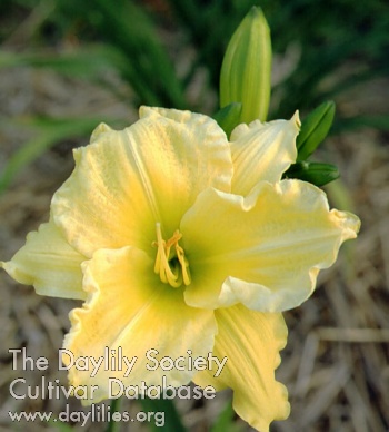 Daylily Mehitable