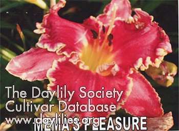 Daylily Mema's Pleasure