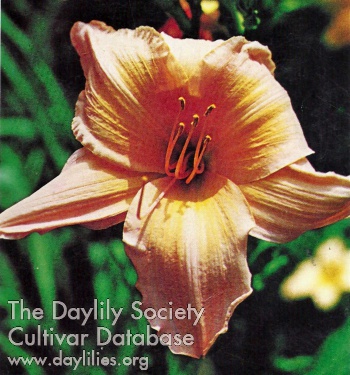 Daylily Memorable