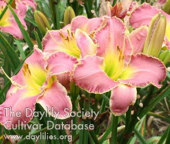 Daylily Memorial to Steve