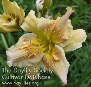 Daylily Memory of Trees